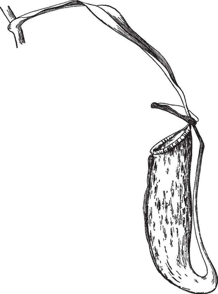 brocca pianta Vintage ▾ illustrazione. vettore