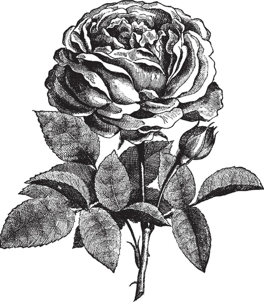 rosa Vintage ▾ illustrazione. vettore