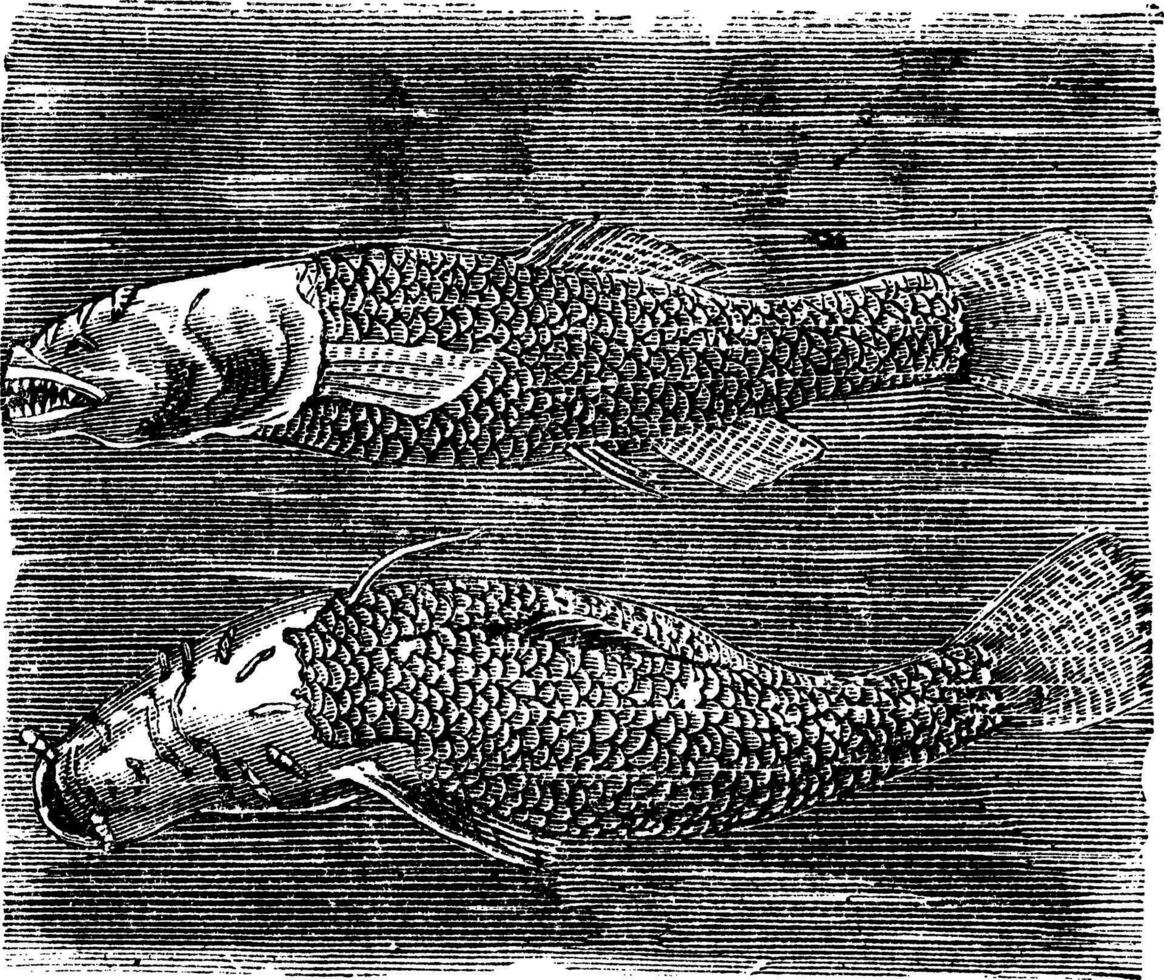 settentrionale pesce delle caverne o ambliopsi spelaea Vintage ▾ incisione. vettore