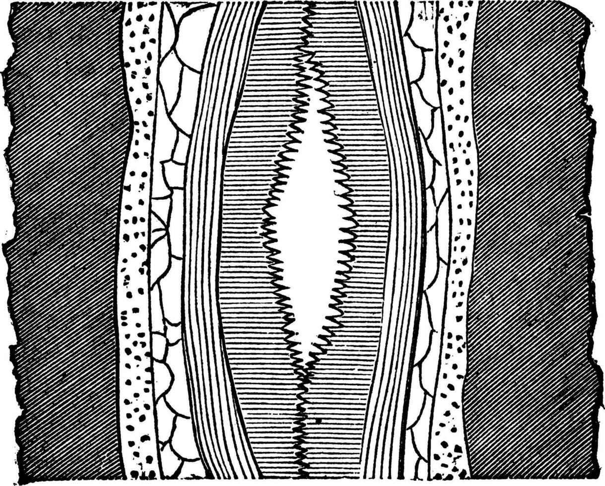 geologica vena, Vintage ▾ inciso illustrazione. vettore