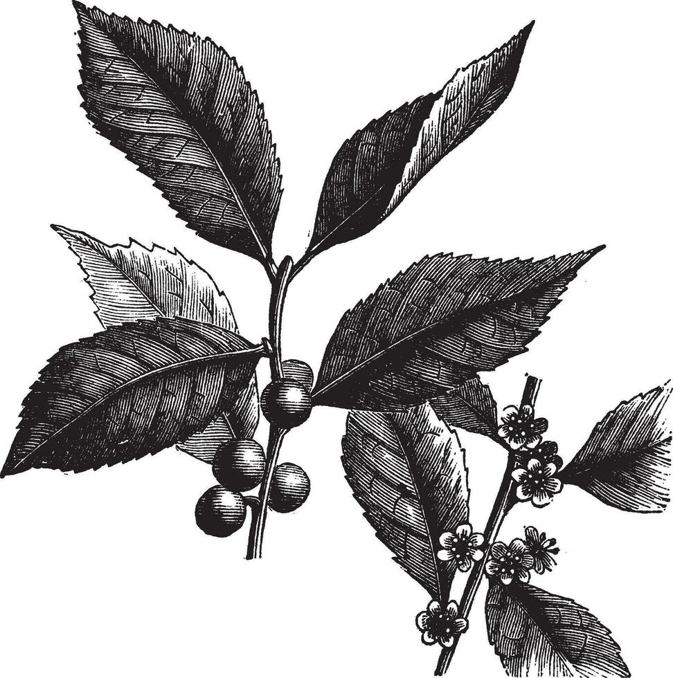 americano winterberry o elce verticillata Vintage ▾ incisione vettore