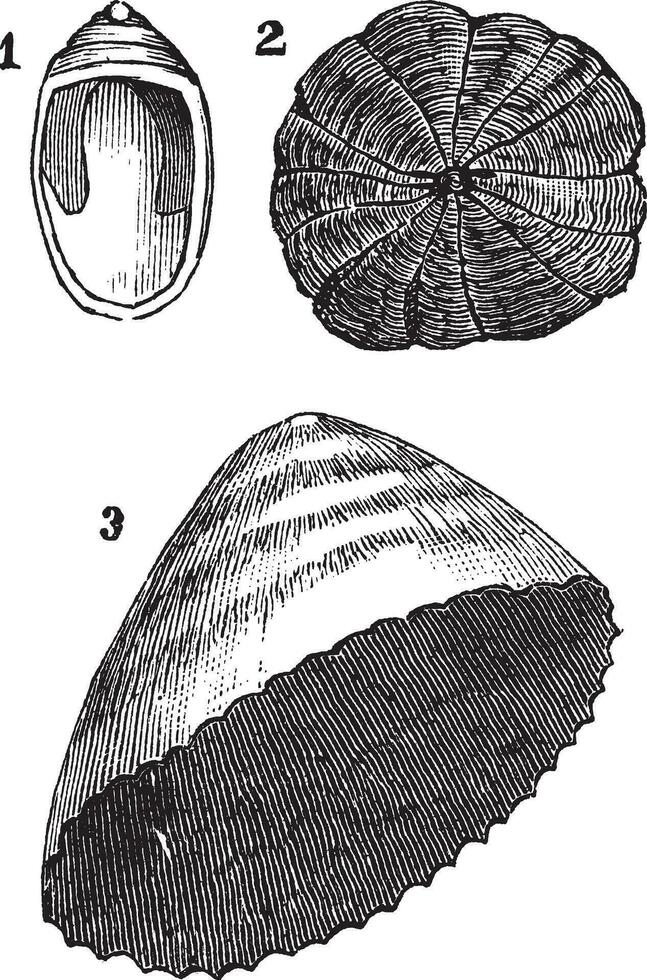 molluschi univalvi 1. navicella 2. ombrello 3. patella, Vintage ▾ incisione vettore