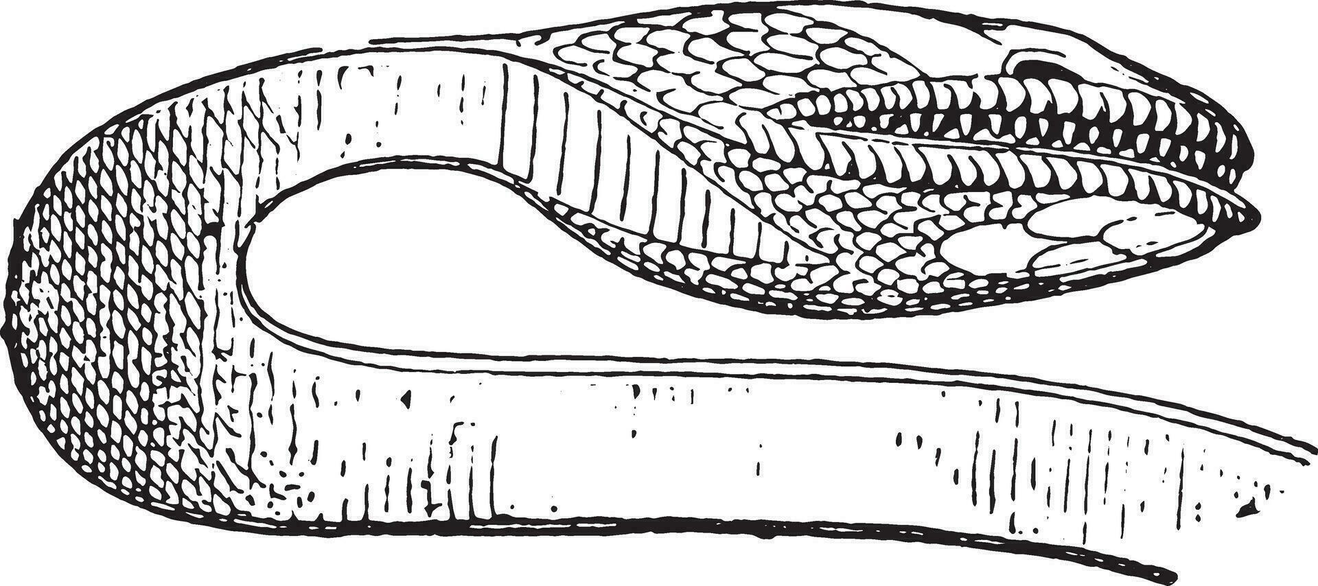 di serpente testa, Vintage ▾ incisione. vettore