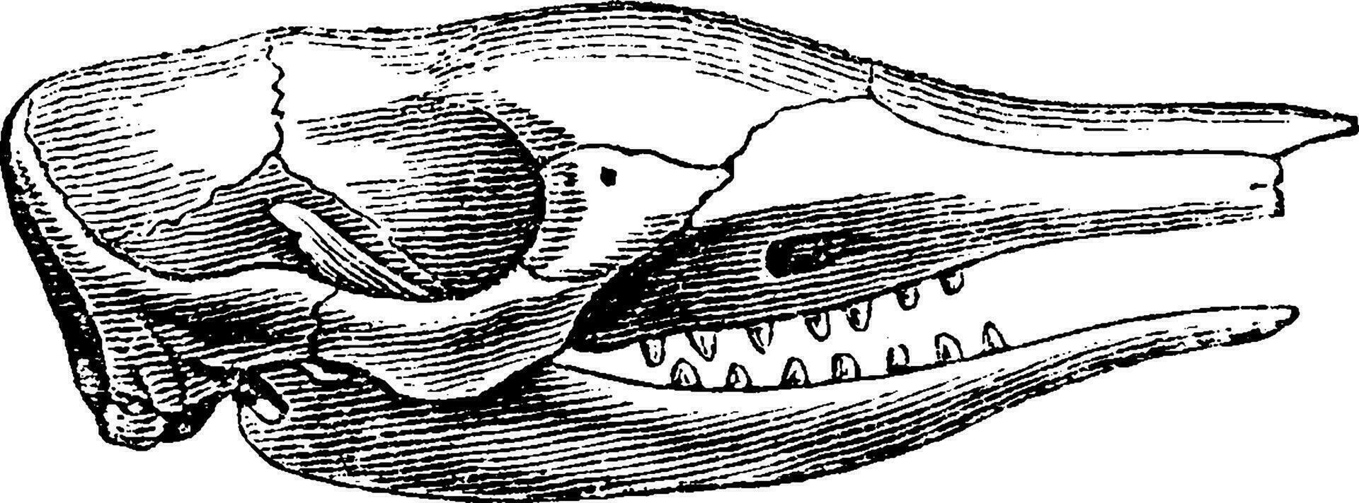 testa di armadillo, Vintage ▾ incisione. vettore