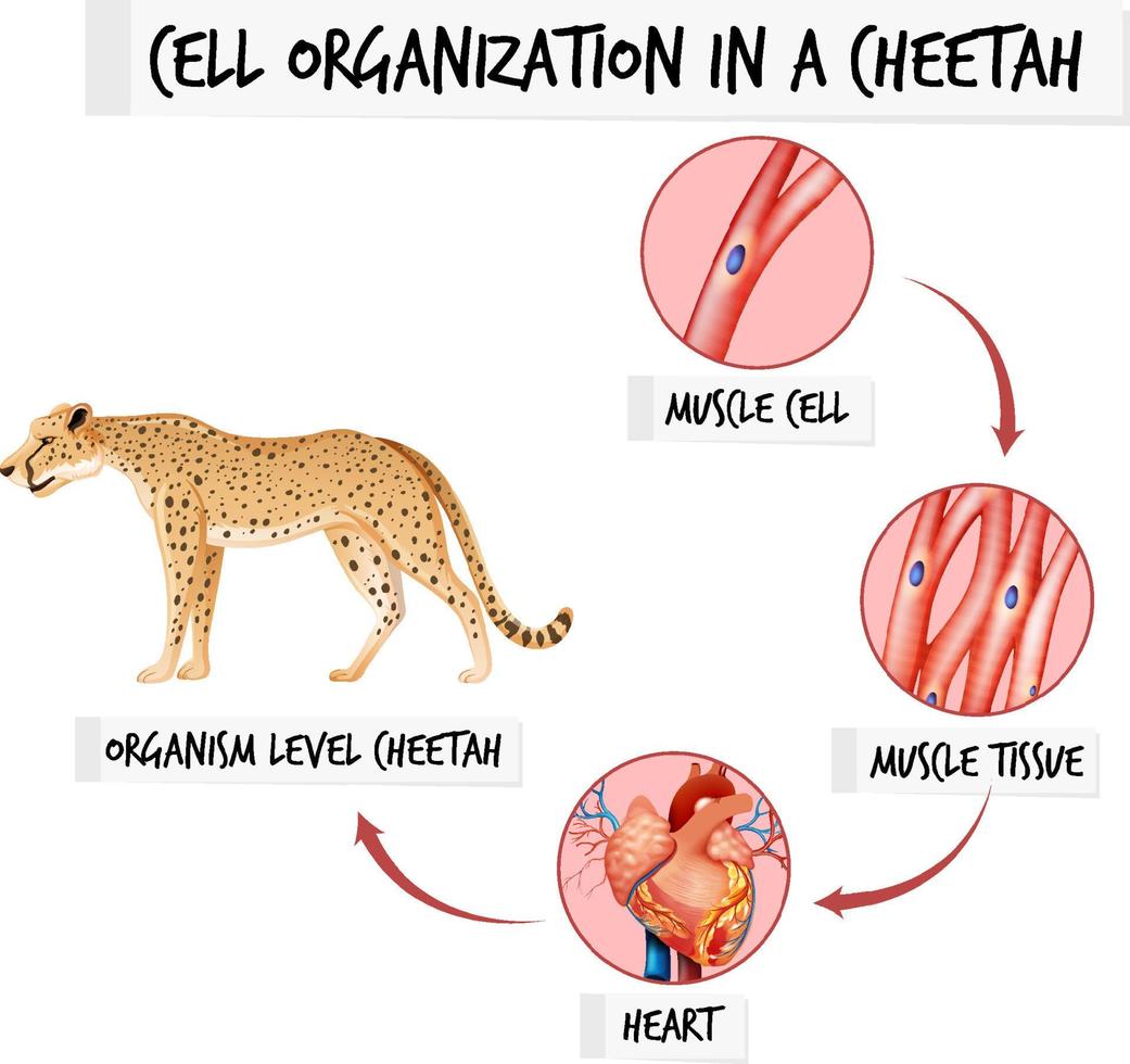 diagramma che mostra l'organizzazione cellulare in un ghepardo vettore