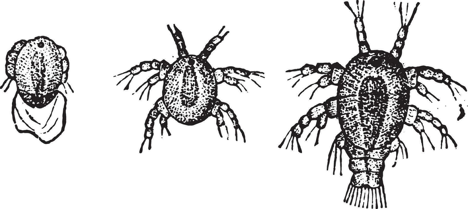 larva ciclope, Vintage ▾ incisione. vettore