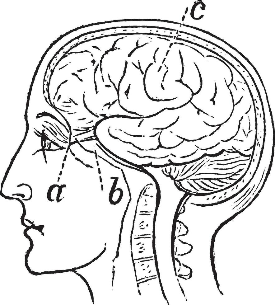 ottico nervo, Vintage ▾ inciso illustrazione vettore