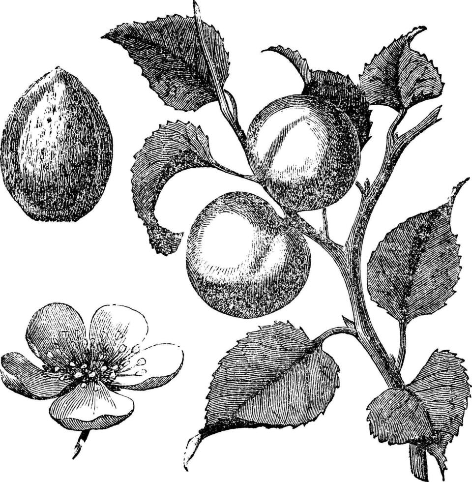 albicocca fiore, albero e nocciolo vecchio inciso illustrazione vettore