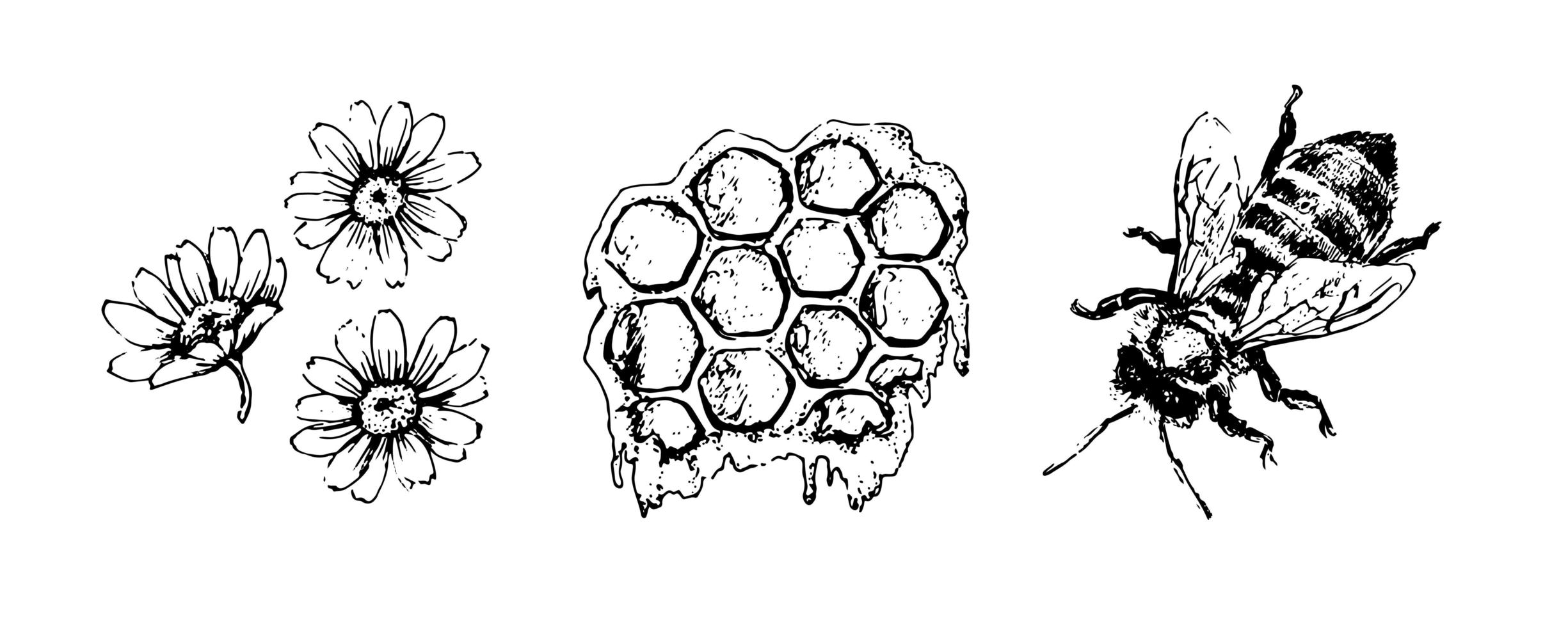 insieme di miele di vettore. illustrazione disegnata a mano d'epoca. cibo biologico inciso vettore