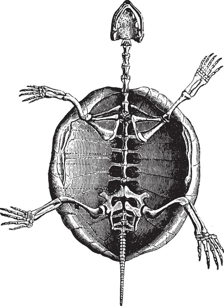 tartaruga scheletro, Vintage ▾ incisione. vettore