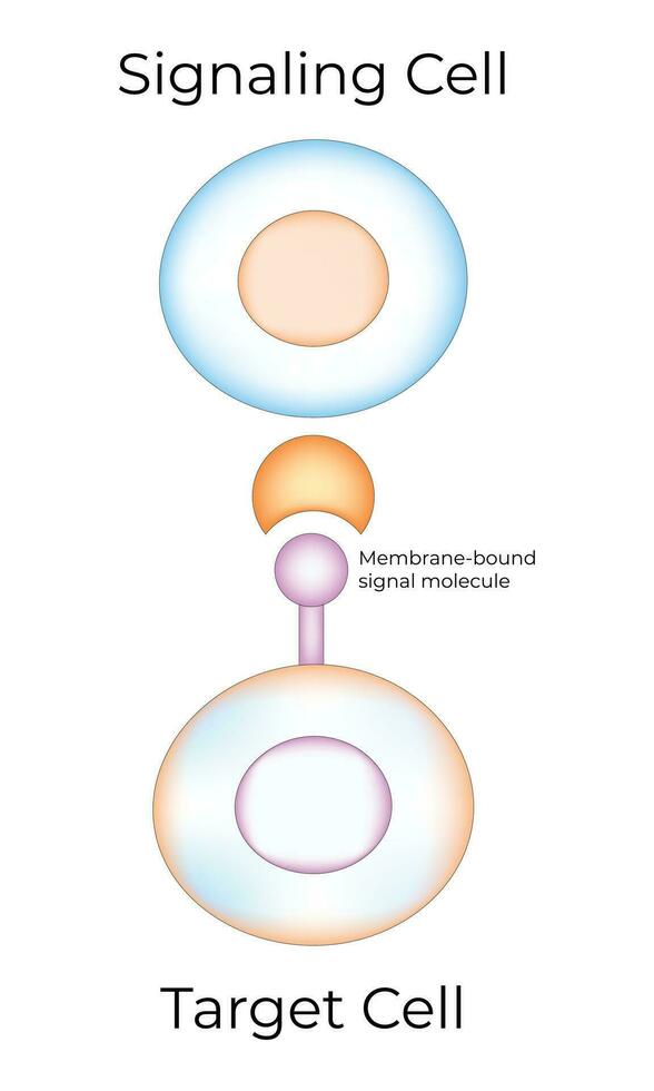 segnalazione cellula e bersaglio cellula scienza design vettore illustrazione