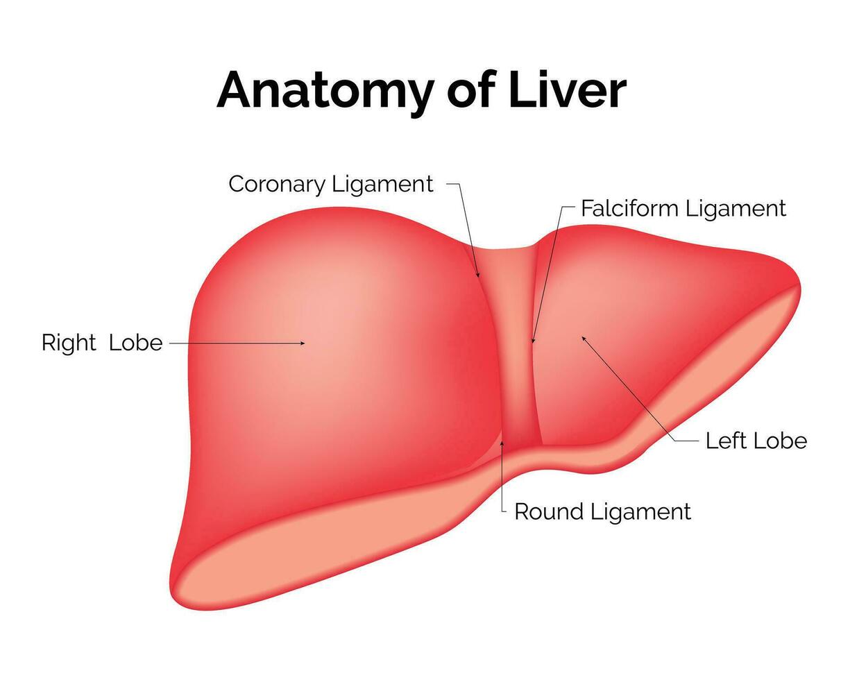 anatomia di fegato scienza design vettore illustrazione diagramma,
