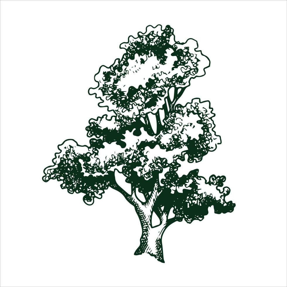 vettore disegno di un' albero nel incisione stile. Vintage ▾ albero illustrazione, nero e bianca schizzo