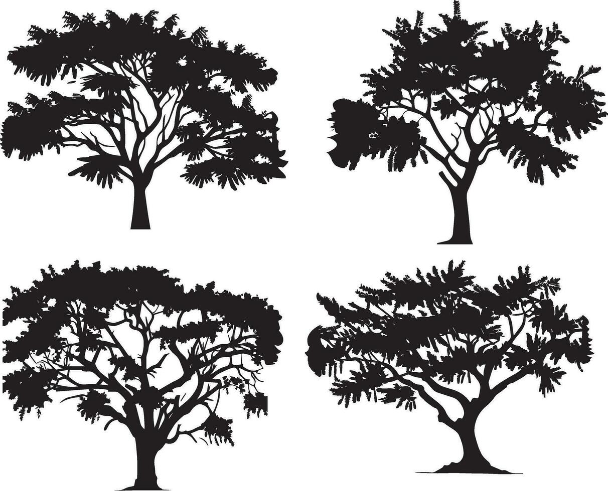 babul acacia albero vettore silhouette illustrazione