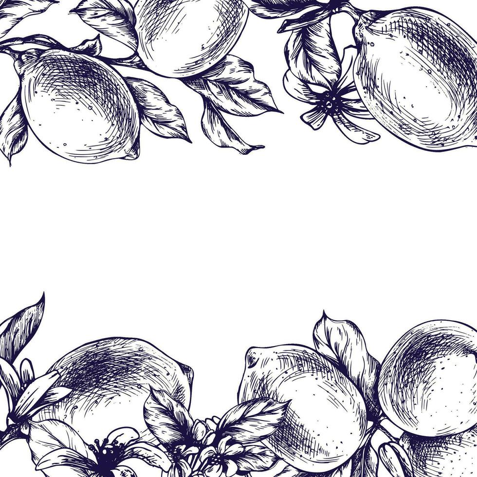 limoni succoso, maturo con foglie, fiore mini cuffie su il rami, totale e fette. grafico botanico illustrazione mano disegnato nel blu inchiostro. telaio, modello eps vettore