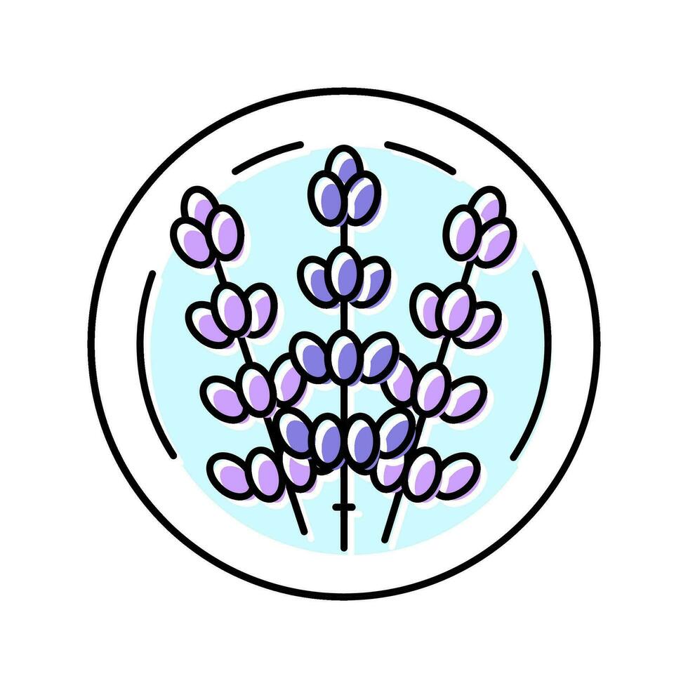 lavanda cosmetico pianta colore icona vettore illustrazione