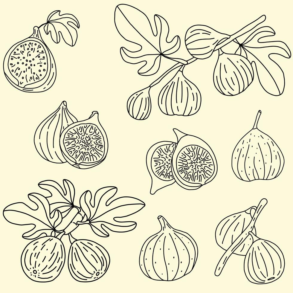 doodle schizzo a mano libera disegno di frutta di fico. vettore