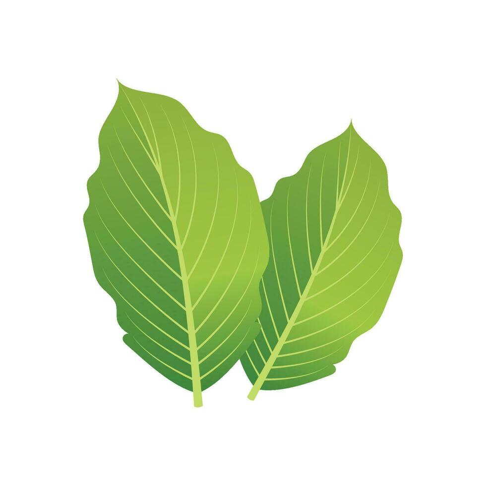 vettore menta vettore le foglie. pianta menta, verde foglia menta, biologico e fresco menta illustrazione