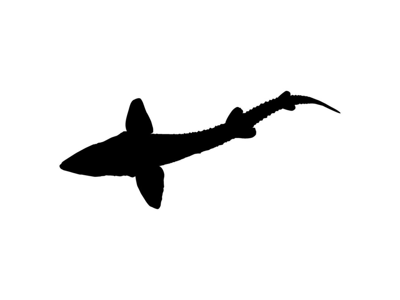 beluga storione o huso pesce silhouette, pesce quale produrre premio e costoso caviale, per logo genere, arte illustrazione, pittogramma, app, sito web o grafico design elemento. vettore illustrazione