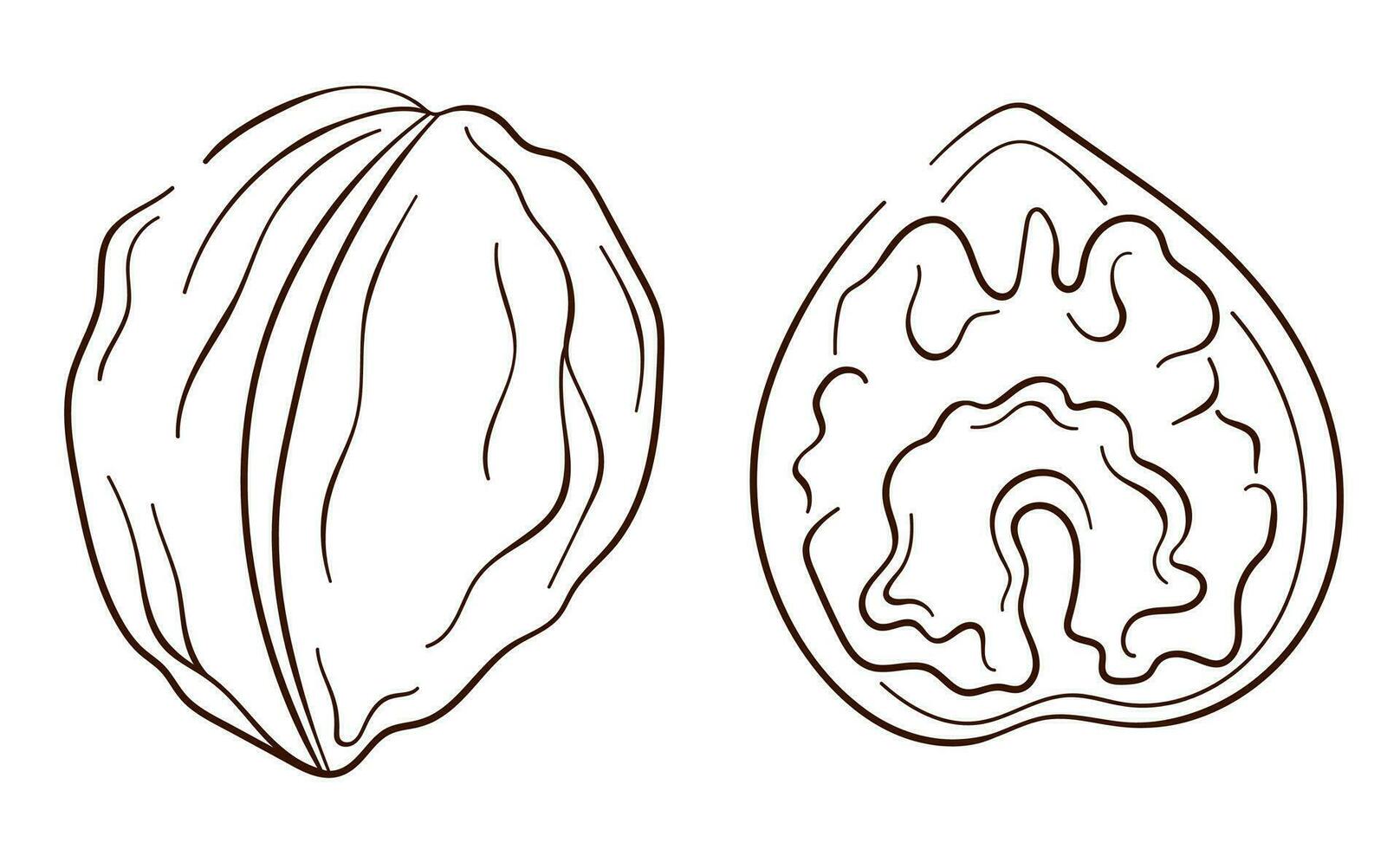 noce icone nel linea arte stile. schema schizzo per ragnatela pagina, mobile app, pacchetto, menù design. vettore illustrazione isolato su un' bianca sfondo.