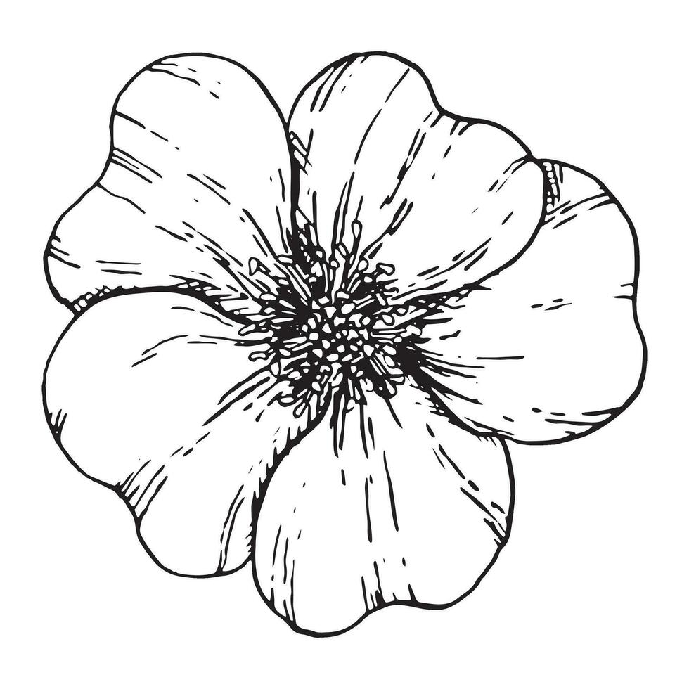 grafico illustrazione di rosa canina. vettore monocromatico clip arte di selvaggio rosa. schema lineare mano disegnato floreale design elemento. schizzo rosa canina, radica, rovo, Eglantina, rosa canina per logo, nozze Stampa