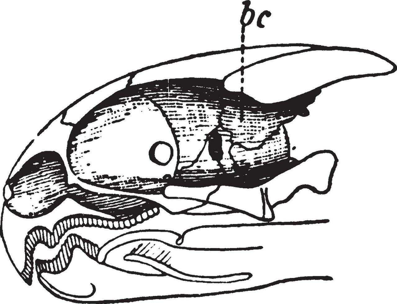 cranio di greco tartaruga, Vintage ▾ illustrazione. vettore