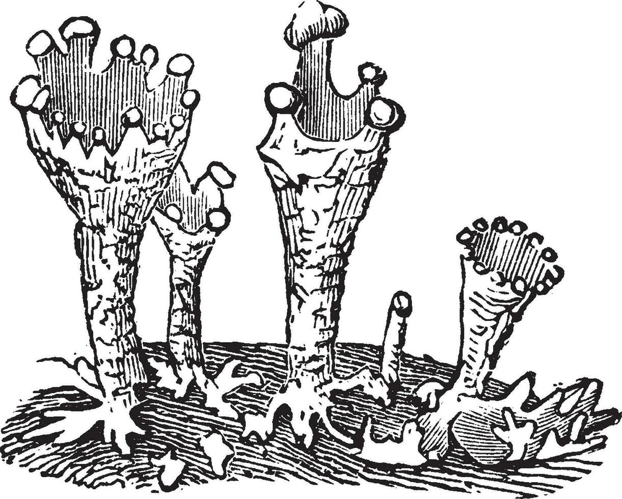 cladonia Vintage ▾ illustrazione. vettore