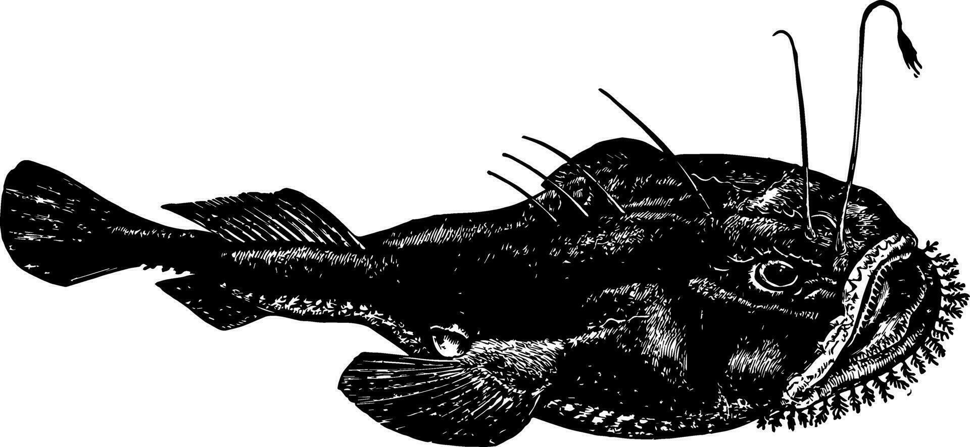 rana pescatrice Vintage ▾ illustrazione. vettore