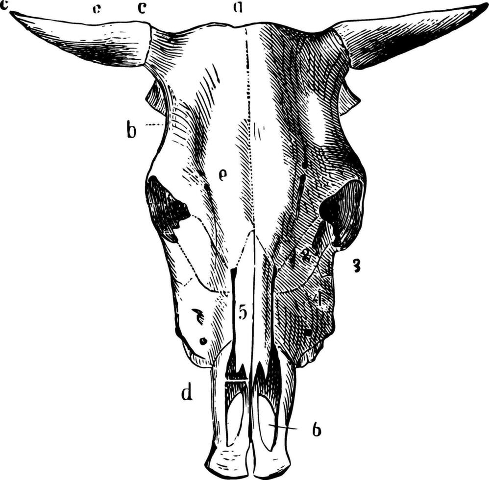 bue cranio Vintage ▾ illustrazione. vettore