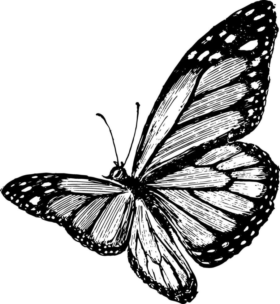 un' plexippus la farfalla, Vintage ▾ illustrazione. vettore