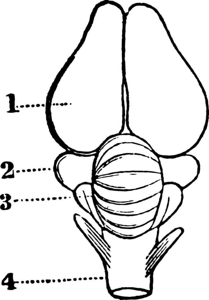 cervello di un' uccello, Vintage ▾ illustrazione vettore