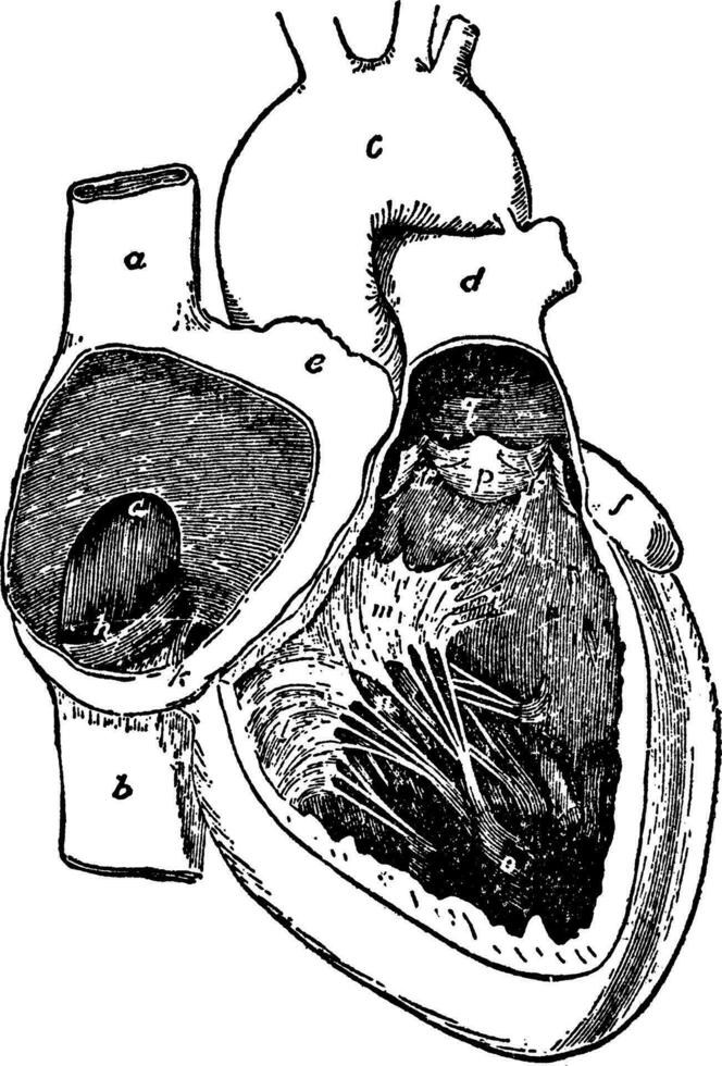 cuore cavità, Vintage ▾ illustrazione. vettore