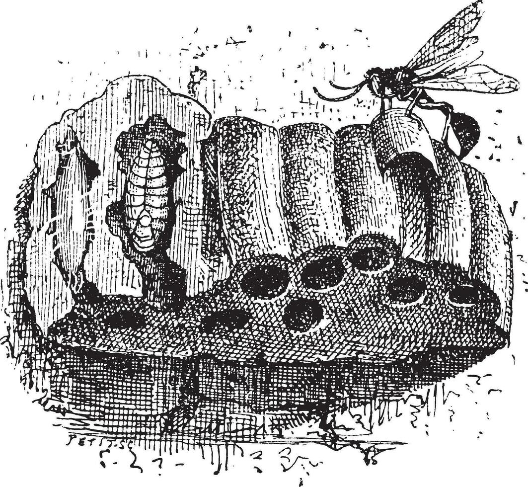 nido di il sphecide vespa o sceliphron spirito, Vintage ▾ incisione vettore