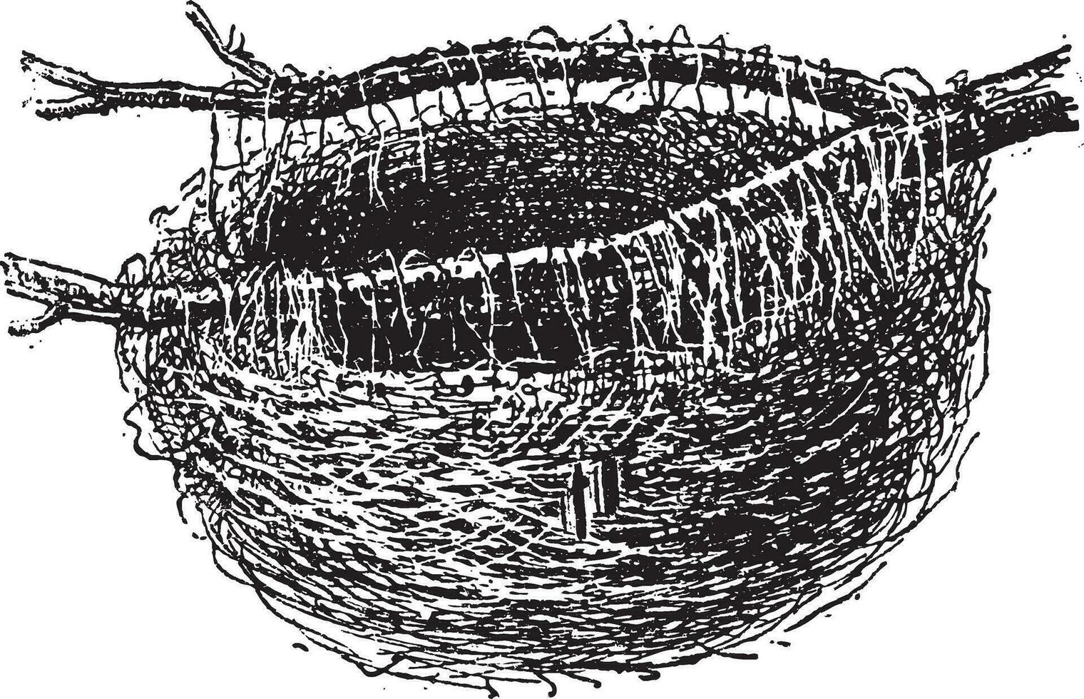 nido di il d'oro rigogolo o orolo oriolo, Vintage ▾ incisione vettore