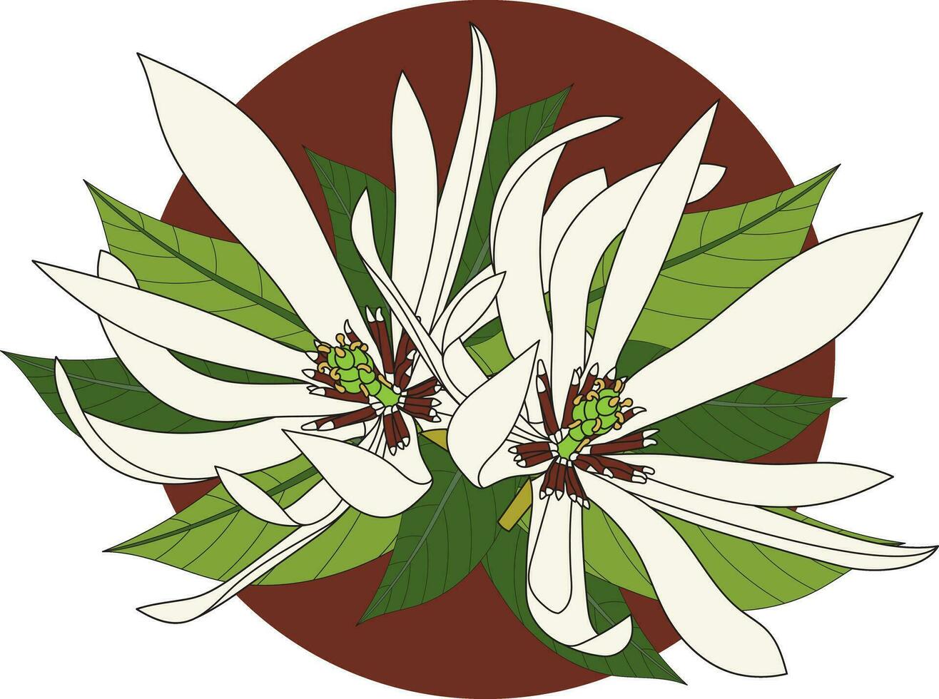 illustrazione di champaka fioritura fiore con le foglie su Marrone cerchio sfondo. vettore