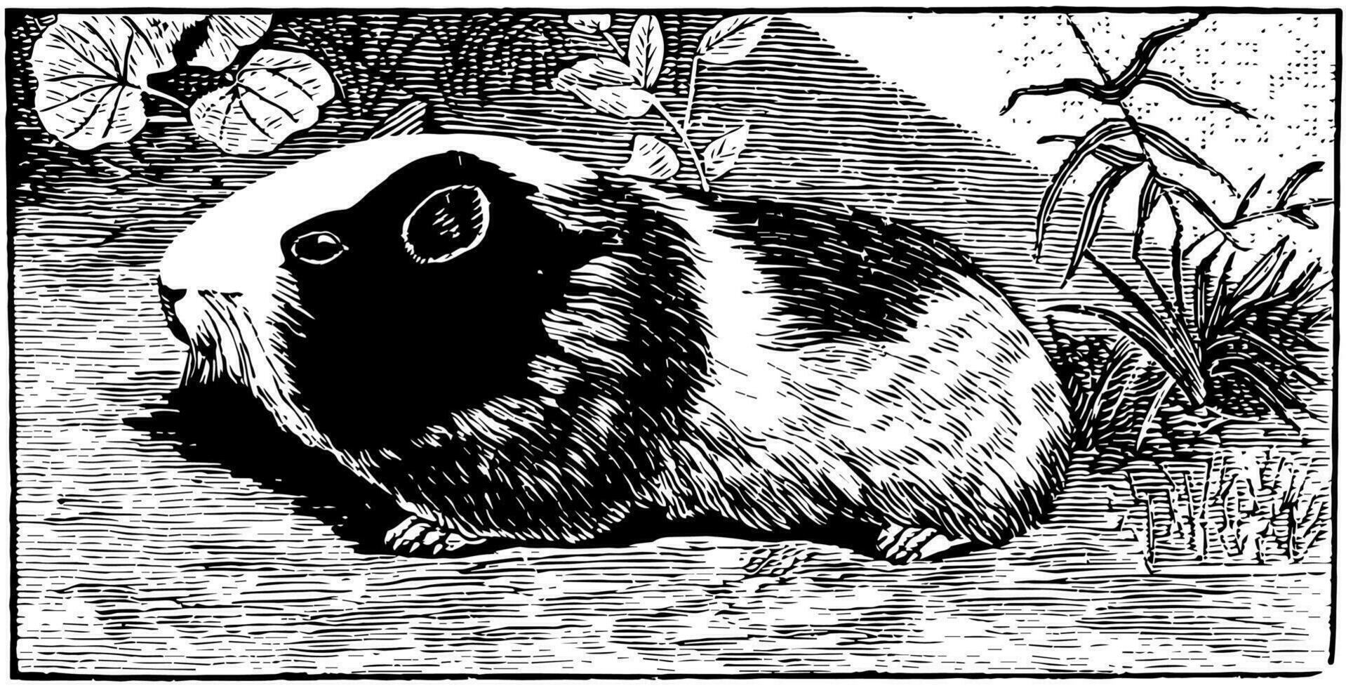 Guinea maiale, Vintage ▾ illustrazione. vettore