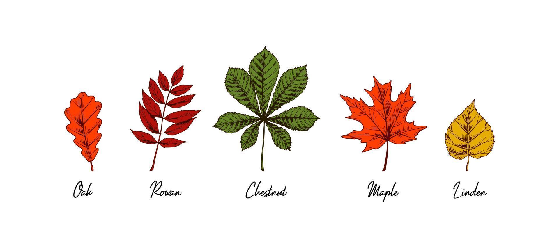 foglie autunnali di castagno, quercia, sorbo, acero, tiglio disegnate a mano isolate su sfondo bianco. illustrazione vettoriale. schizzo colorato realistico vettore