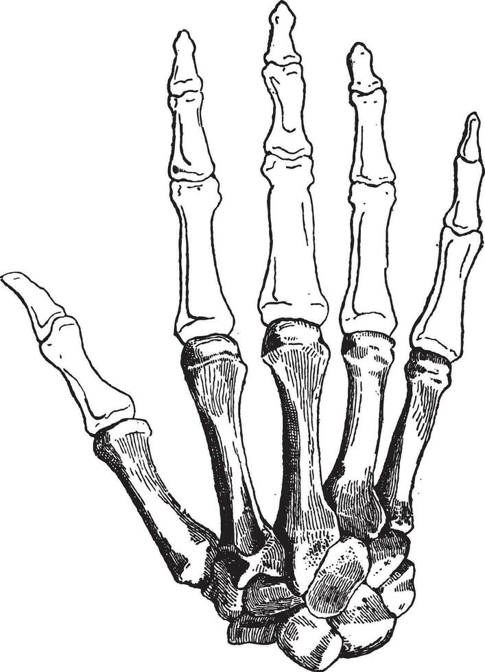 ossatura di un' umano mano, Vintage ▾ incisione vettore