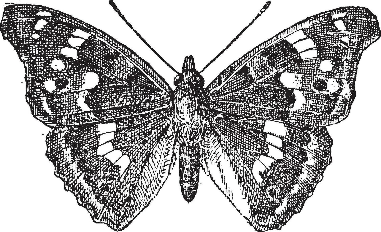 minore viola imperatore o apatura ilia, Vintage ▾ incisione vettore