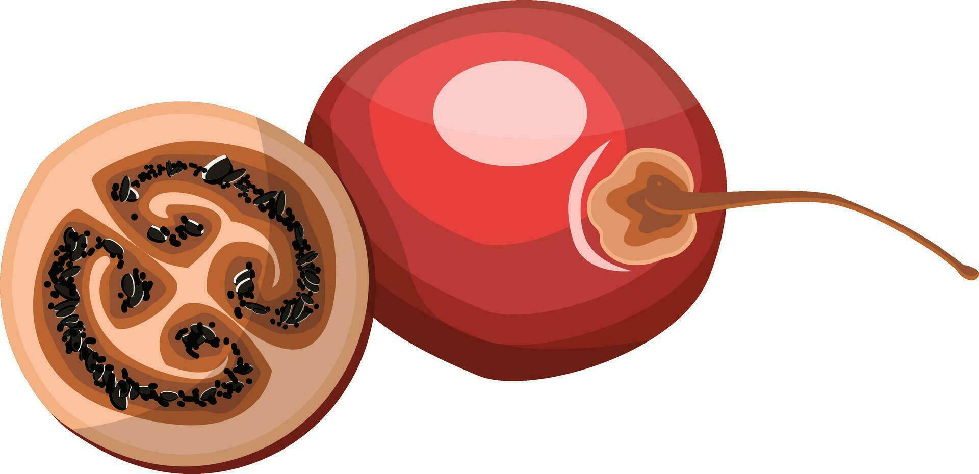 rosso tamarillo frutta metà un' tamarillo con nero seme vettore illustrazione su bianca sfondo.