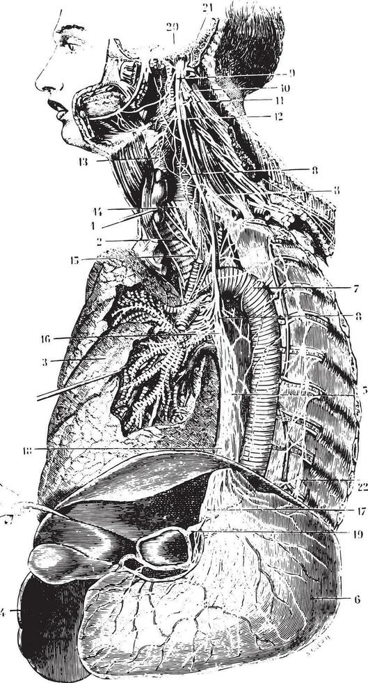 comprensivo catena e il sinistra vago nervo, Vintage ▾ incisione. vettore