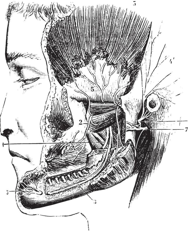 laterale pterigoideo o esterno pterigoideo, Vintage ▾ incisione. vettore