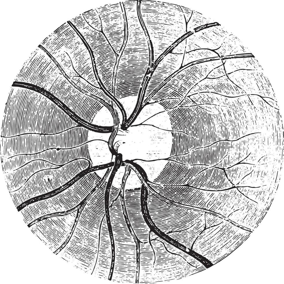 papilla di il retina con il chiaro la zona quello circonda esso, vin vettore