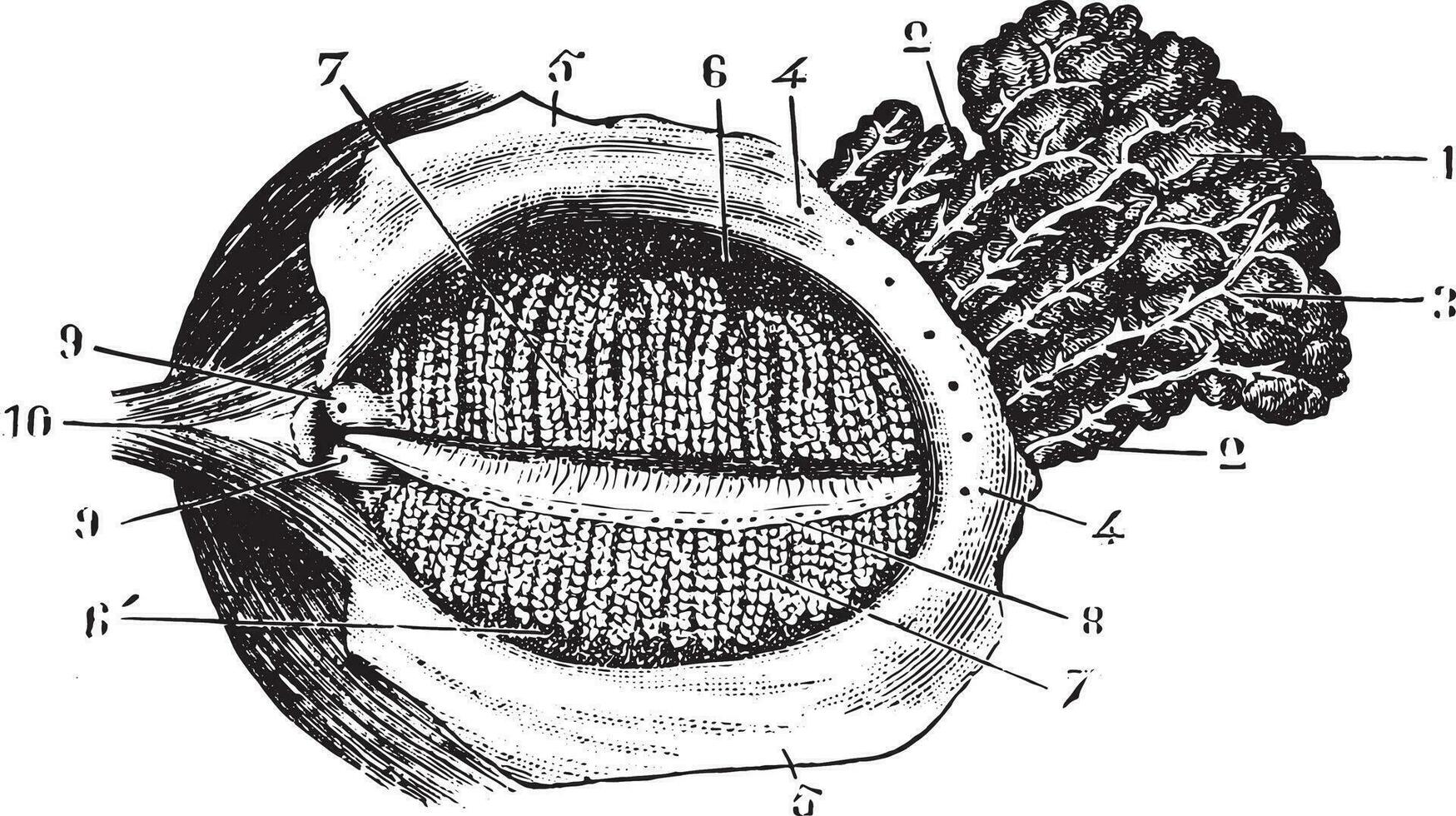 affrontato con in profondità palpebra lacrimale ghiandola, Vintage ▾ incisione. vettore