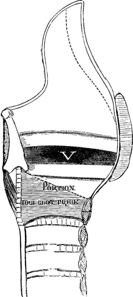 mediano sezione di il laringe, Vintage ▾ incisione vettore