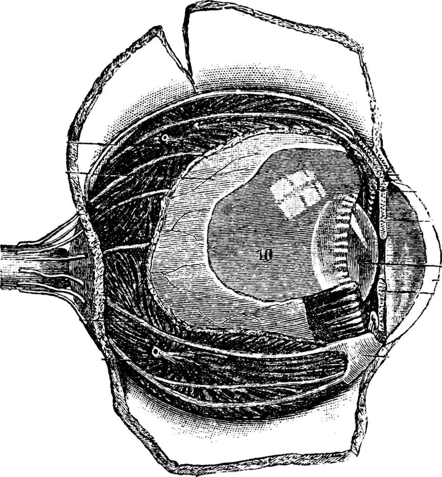 anteroposteriore sezione di il umano occhio, Vintage ▾ incisione vettore