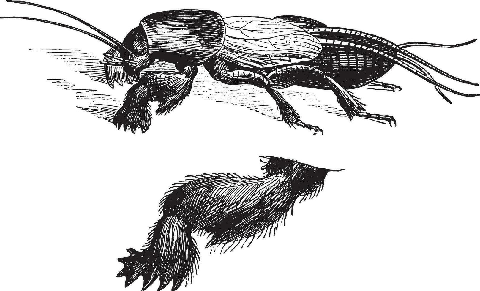 Figura 1. il cittadina Talpa cricket, Figura 2. anteriore gamba tre volte più grande, Vintage ▾ incisione. vettore