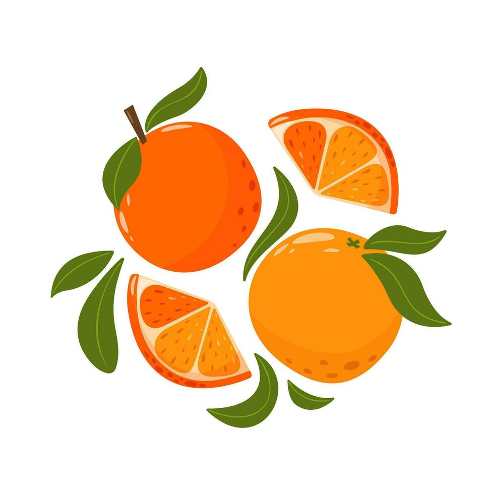totale e fette arance con le foglie. impostato di agrume frutta. estate vitamina vettore illustrazione per striscione, manifesto, volantino, striscione, saluto carta. cartone animato piatto stile.