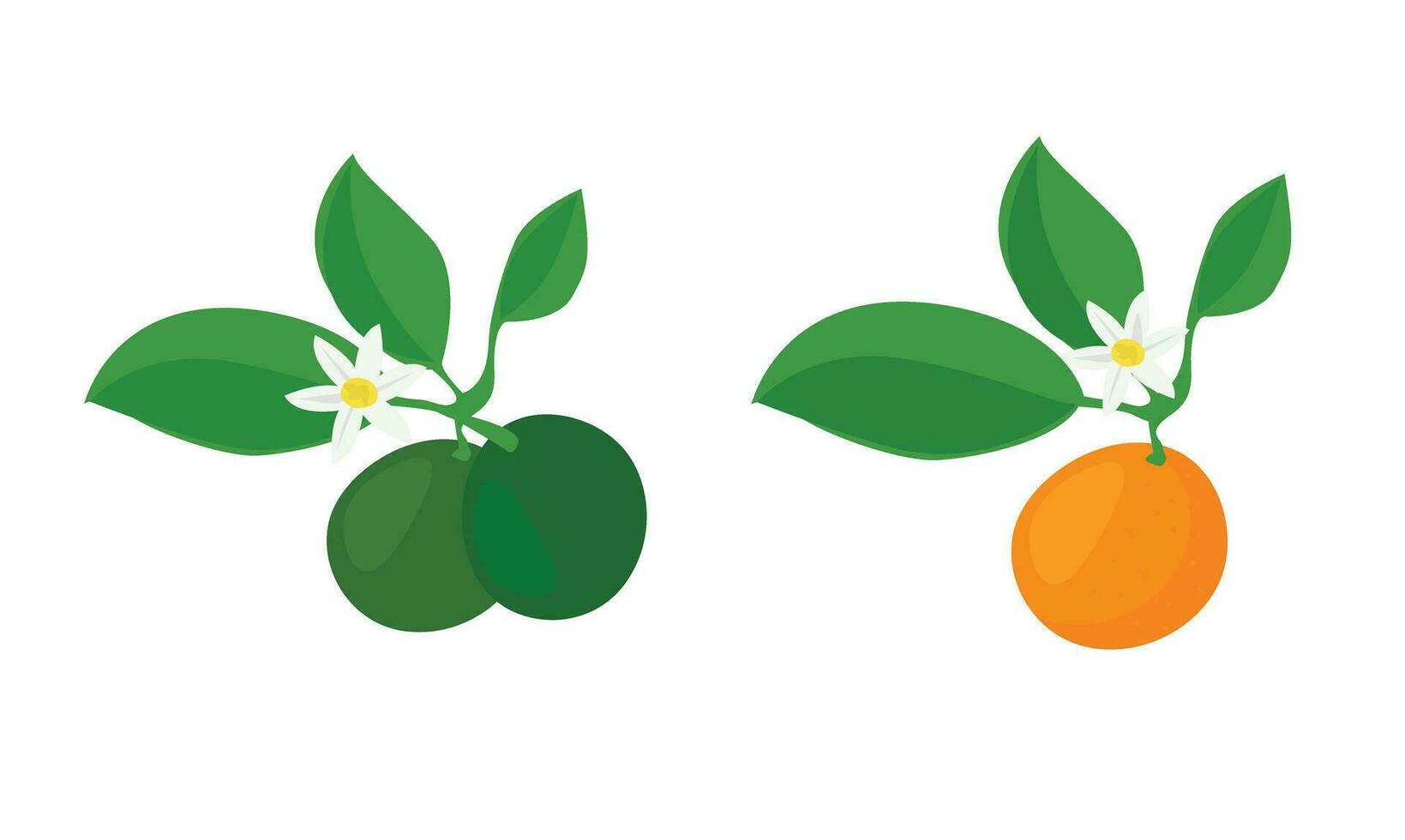 kumquat vettore. verde e arancia kumquat. agrume microcarpa clip arte. frutta su vietnamita nuovo anno. piatto vettore nel cartone animato stile isolato su bianca sfondo.