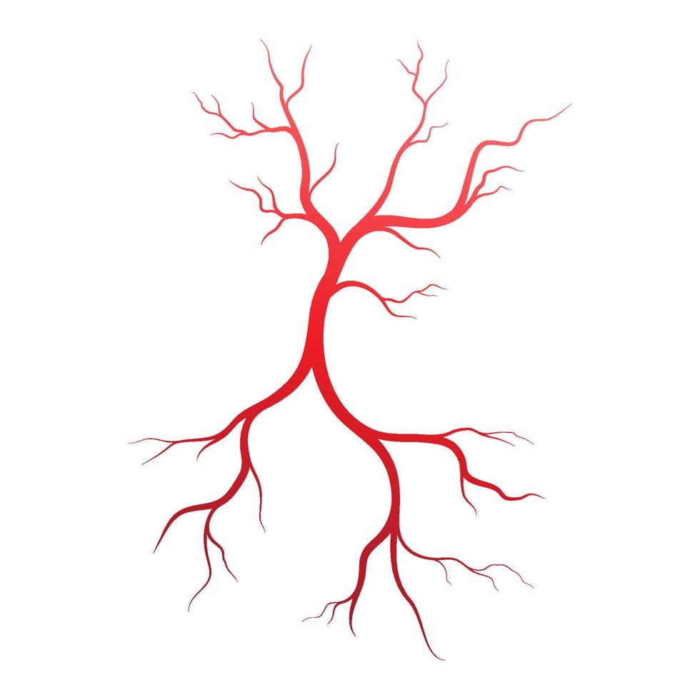 illustrazione di vene e arterie umane vettore